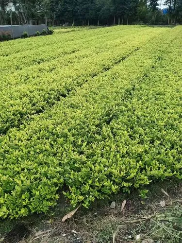 70平米园林景观设计标准